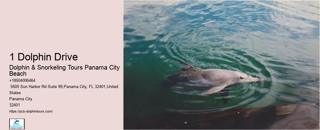 Why Not To Swim With Dolphins