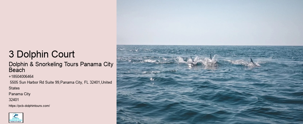 Discover Shell Island