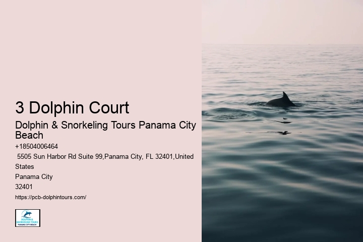 Best Time For Dolphin Watching