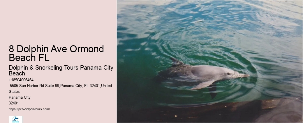 Can You Swim With Dolphins At Shell Island