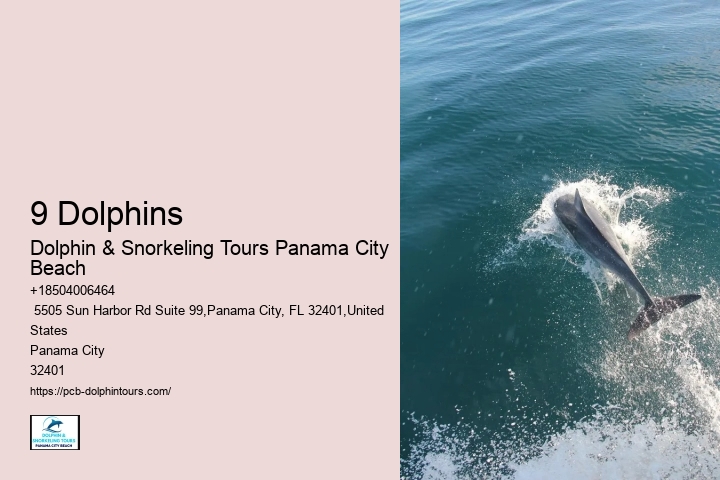 Snorkeling And Dolphin Tour