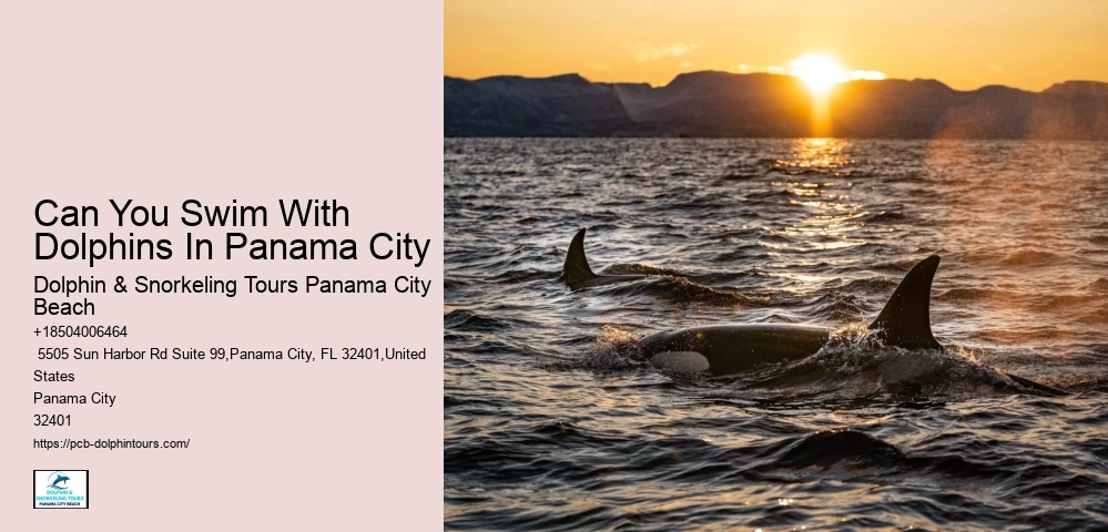 Can I Swim With Dolphins In Panama City