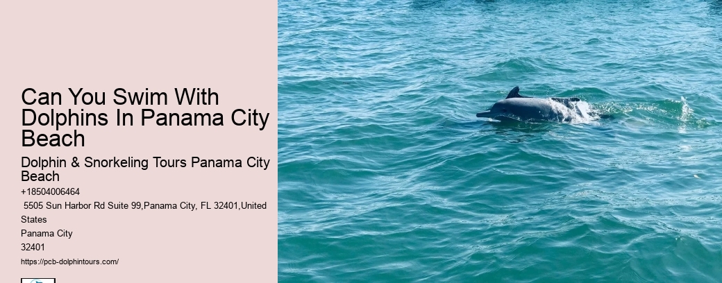 Is It Better To Swim With Dolphins In The Morning Or Afternoon