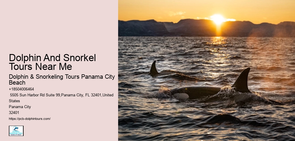 Dolphin And Snorkeling