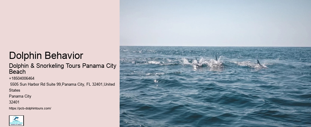 Dolphin And Snorkeling Tours Panama City Beach