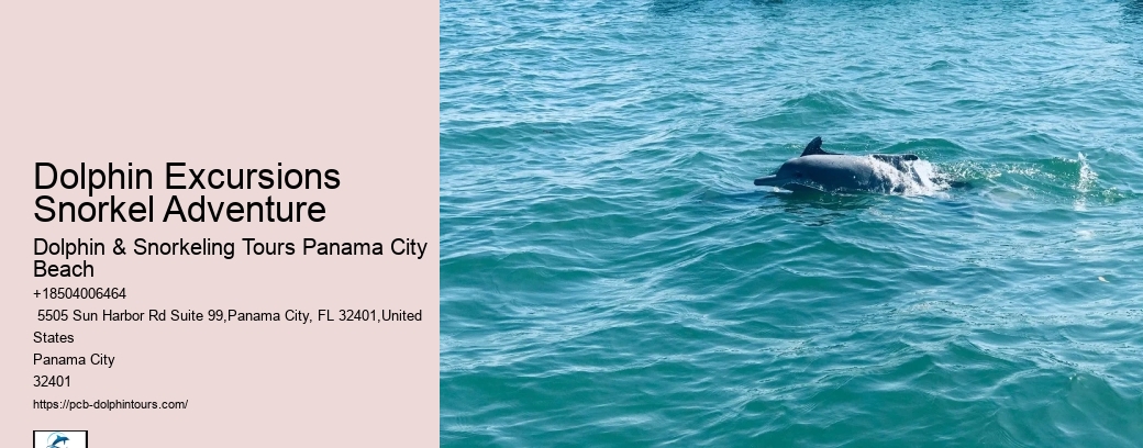 What Month Is Best For Dolphin Watching