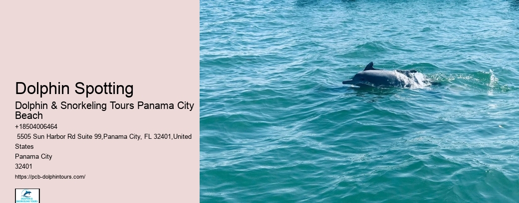 Dolphin-watching And More In Panama City Beach