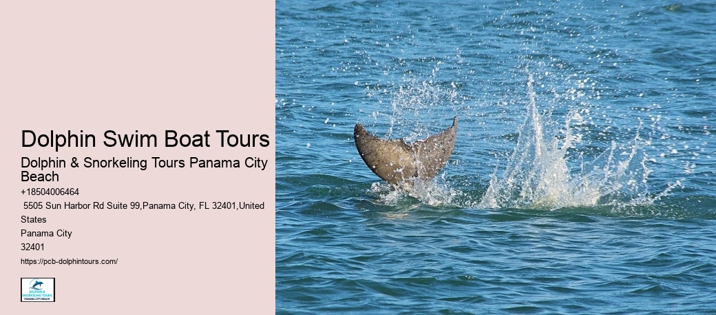 Where To Go Snorkeling Near Shell Island Florida