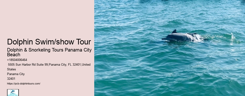 Dolphin And Snorkeling Tours