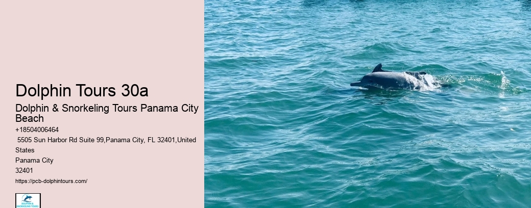 Dolphin And Snorkeling Tours Panama
