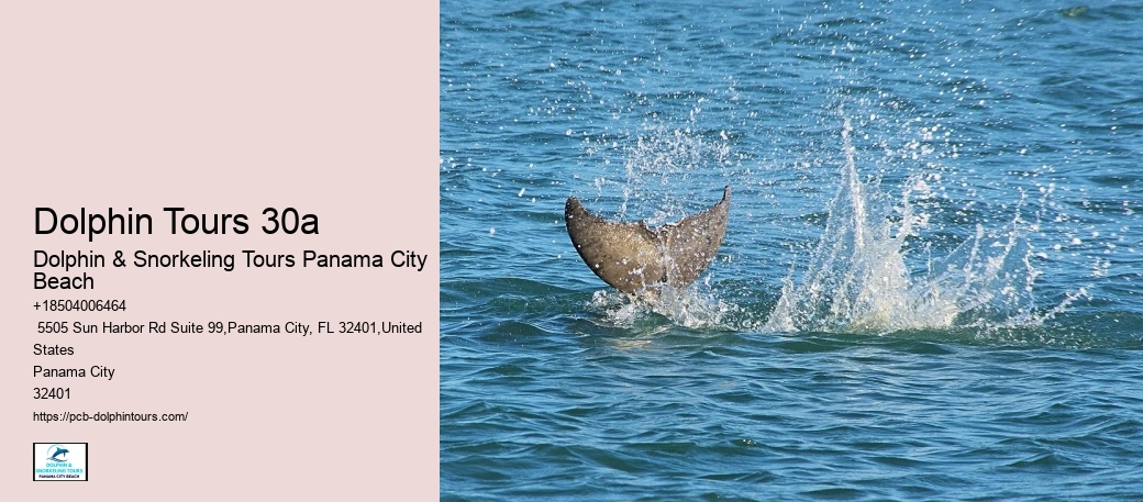 Snorkelling Tours In Panama City Beach