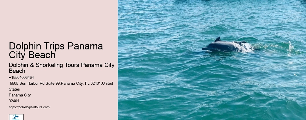 Why Can't You Swim With Dolphins On Your Period