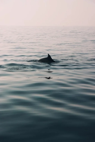Can You Swim With Dolphins At Shell Island