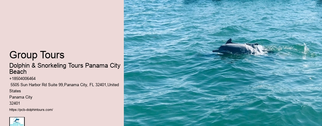 Can You Swim With Dolphins In Panama City Beach