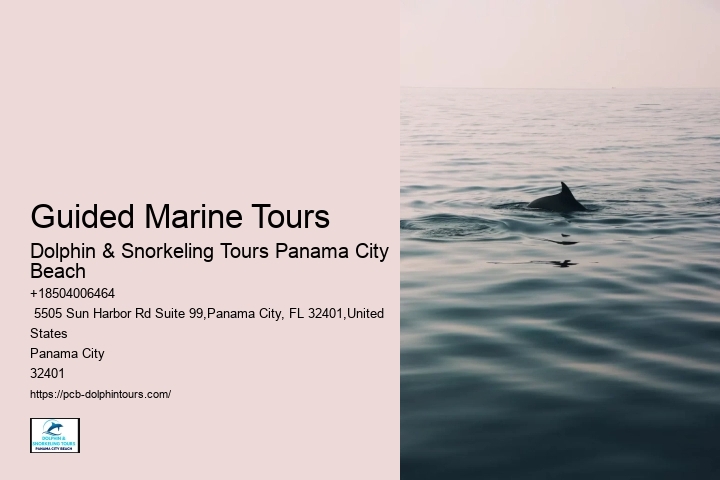 Guidelines For Interaction With Wild Dolphins In Florida