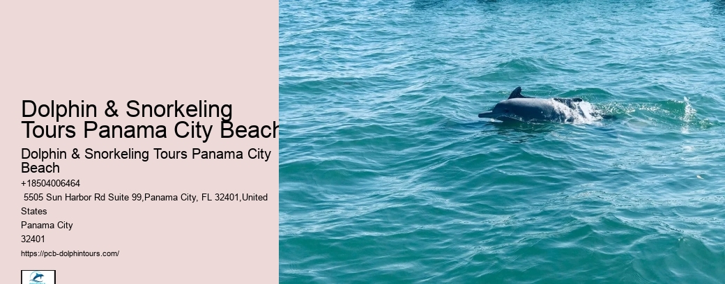 13 Best Places To See Dolphins In The Wild