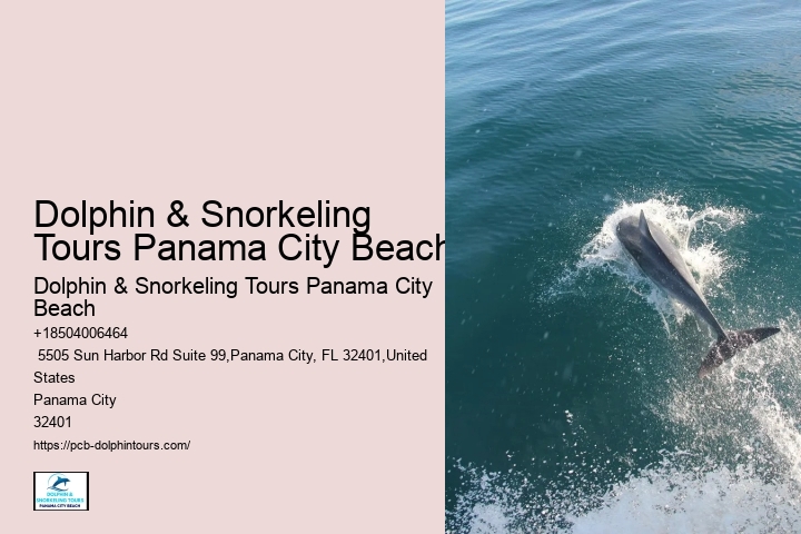 Guidelines For Interaction With Wild Dolphins In Florida