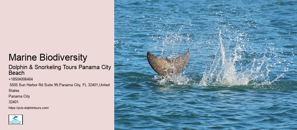 Do You See Dolphins In Panama City Beach