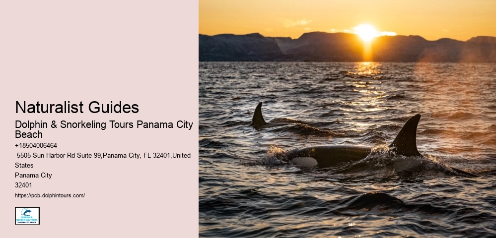 Panama City Dolphin Seafari Tours