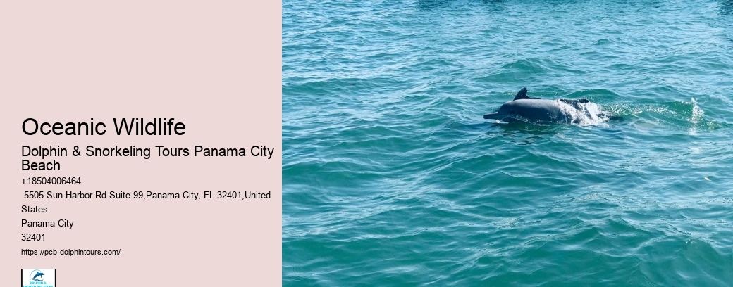 Dolphin Cruise