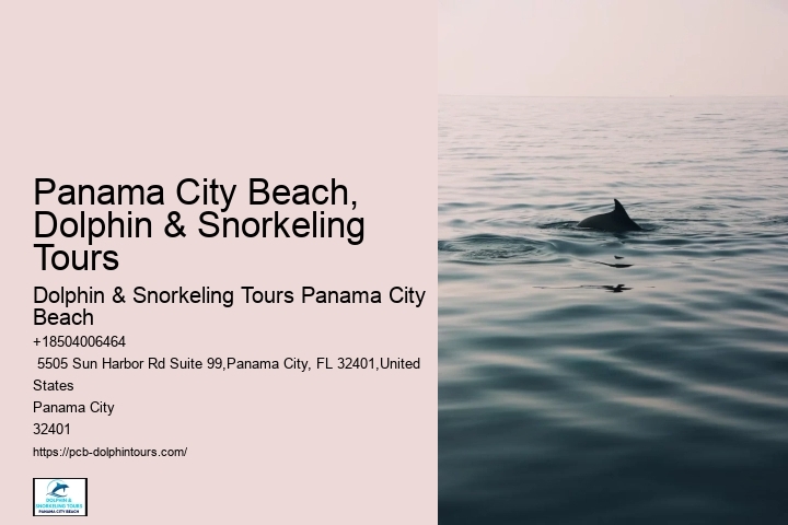 Can You Still Swim With Dolphins In Florida
