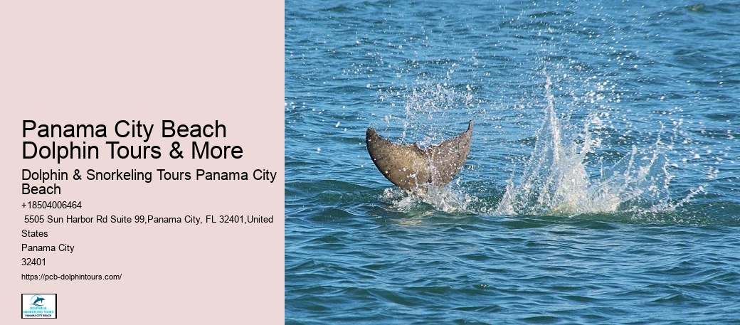 Swim-with-the-dolphins Attractions