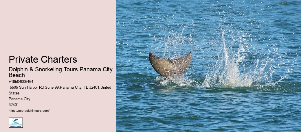 Do Dolphins Swim In Shallow Water