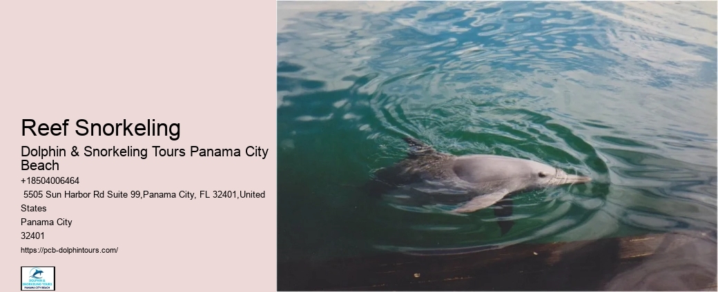 Snorkeling Dolphin Watching Tour