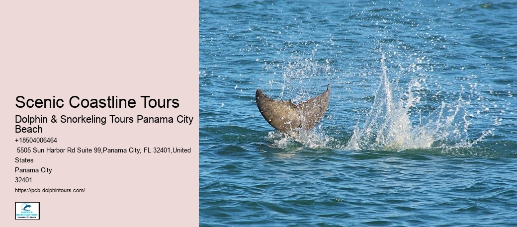 What To Do If A Dolphin Swims Up To You