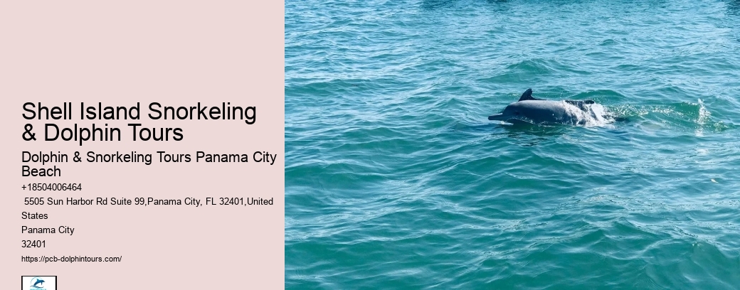 Will Dolphins Let You Touch Them