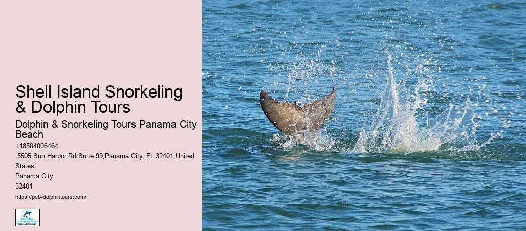 Dolphin & Snorkeling Tours In Panama City Beach