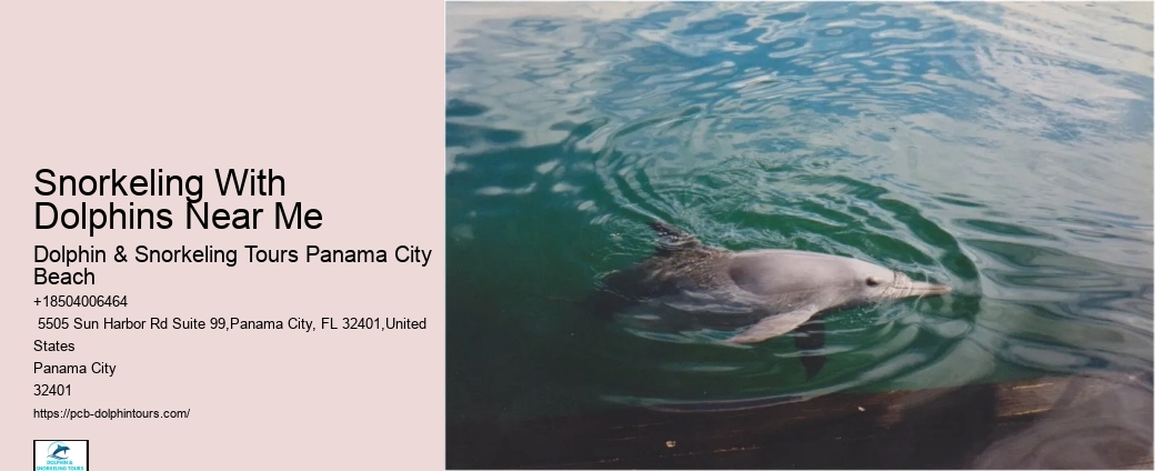 Where Is The Best Place To Swim With Dolphins
