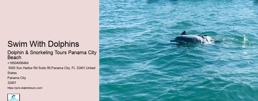 What Time Of Year Are Dolphins Most Active In Florida