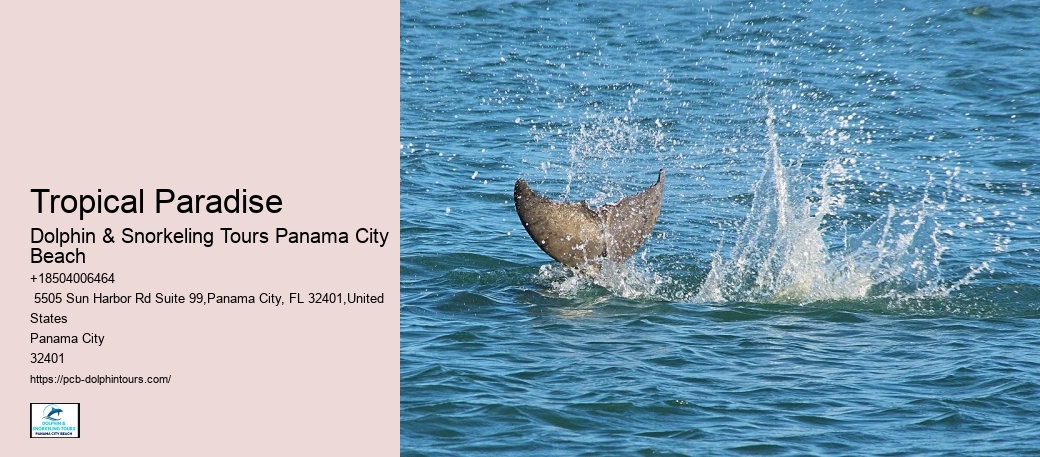 What Month Is Best For Dolphin Watching