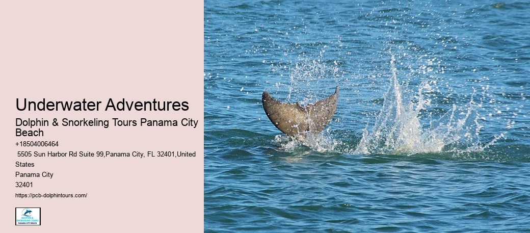 Dolphin Swim