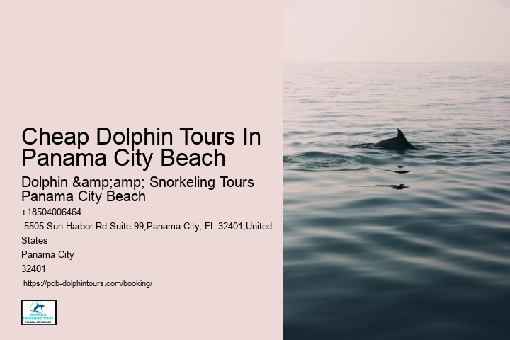 How To Spot Dolphin S