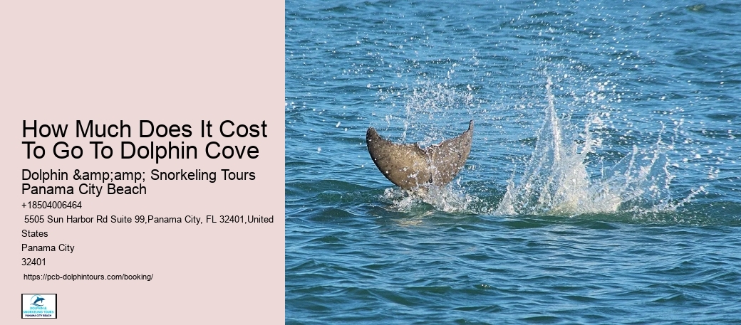 Don't Miss Out – Book Your Panama City Beach Dolphin Tour For An Unforgettable Experience