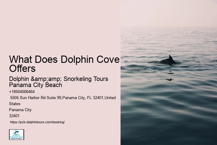 Dolphin Swim