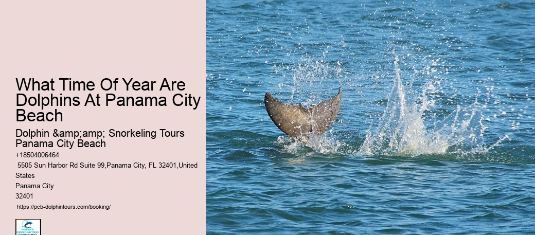 Shell Island Dolphin Tours Panama City Beach