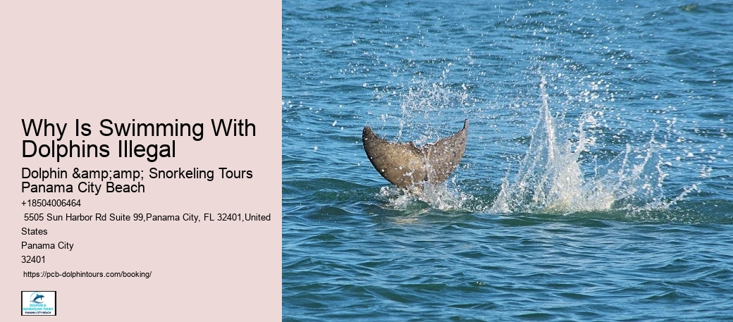 Why Is Swimming With Dolphins Illegal