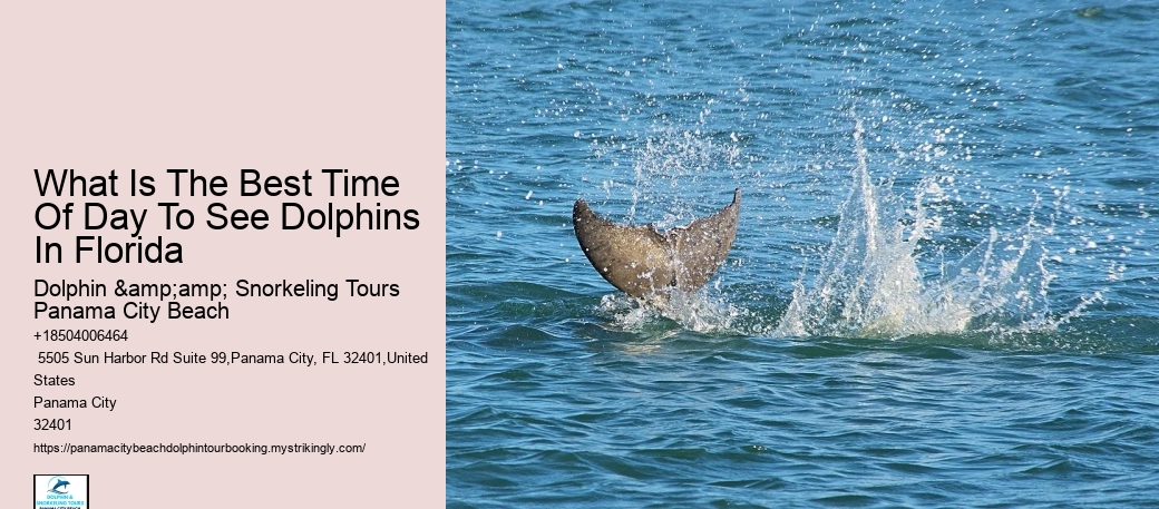 Create Magical Moments With A Booked Dolphin Tour In The Coastal Paradise Of Panama City Beach