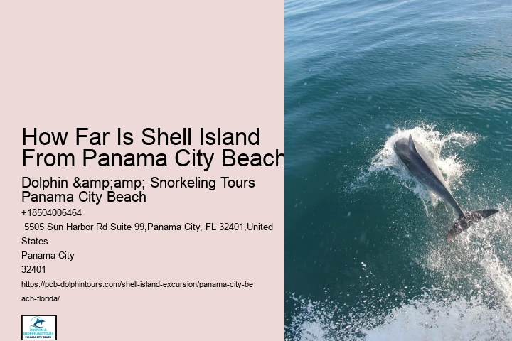  Swim With A Dolphin In Panama City Beach Florida
