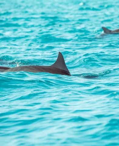  Panama City Dolphin