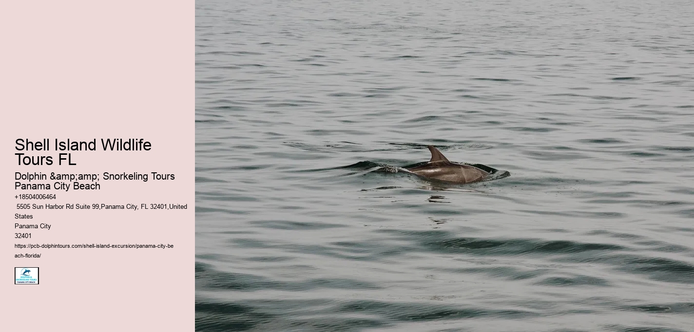 Shell Island Wildlife Tours FL