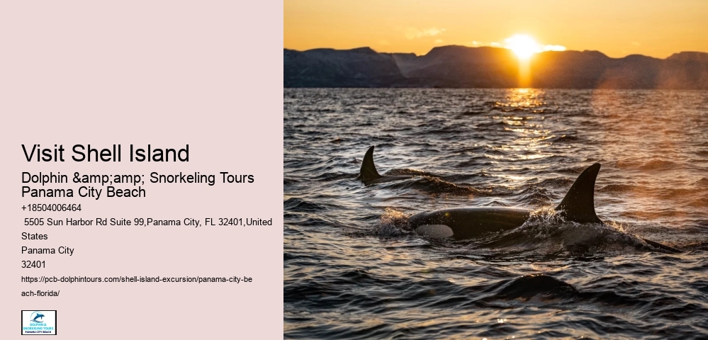  Dolphins