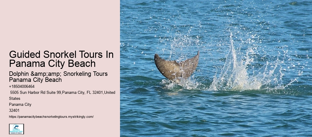 Snorkeling Trips Around Panama City Beach