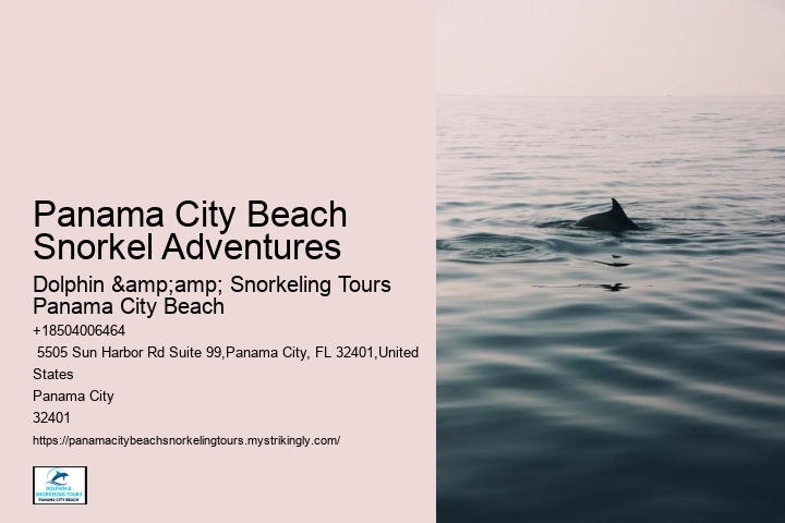 Dolphin Tours