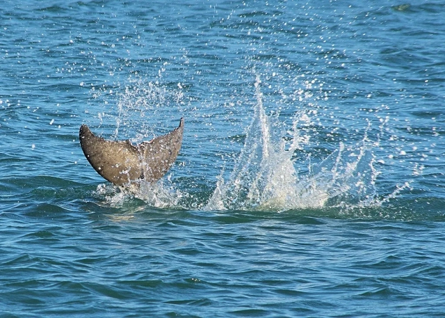 Panama City Beach Snorkel Safaris