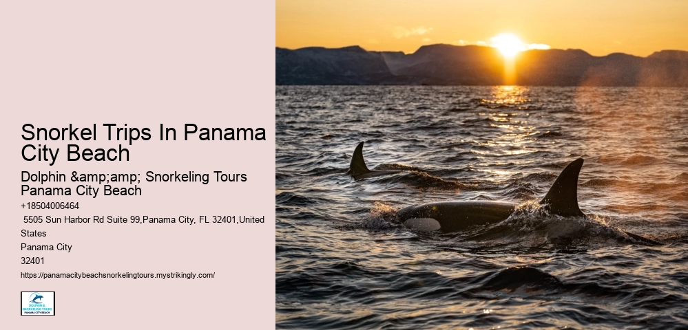Whale Watching