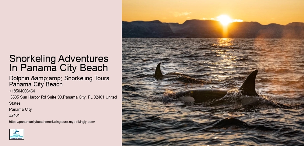 Snorkeling Day Trips In Panama City Beach
